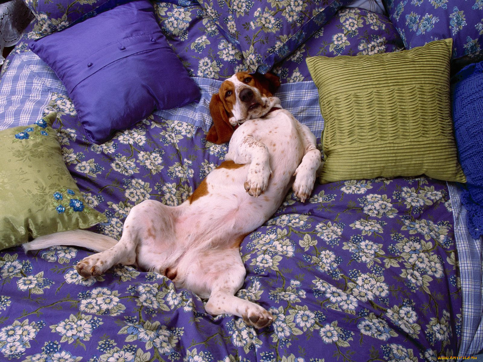 relax, get, comfy, , 